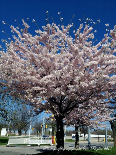 CherryBlossoms_4644